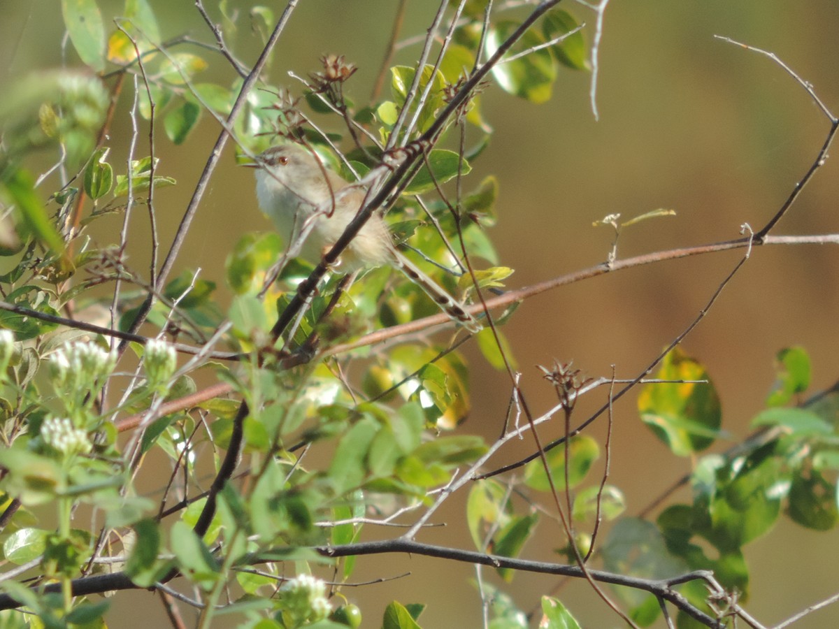 Prinia de Hodgson - ML41711251