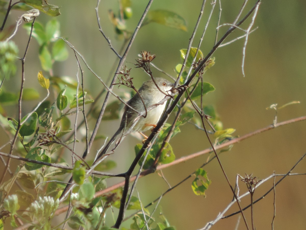 Prinia de Hodgson - ML41711271