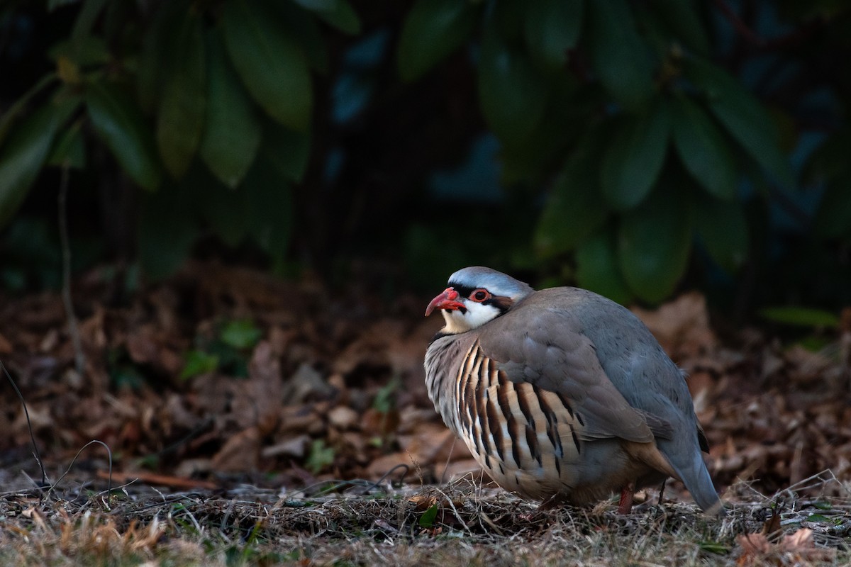 Chukar - ML417113031