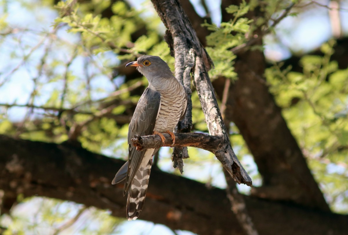 African Cuckoo - John Drummond