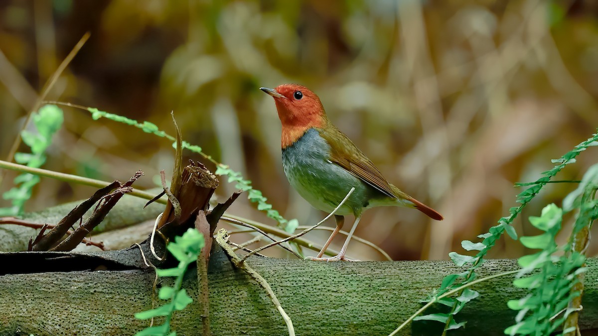 Japanese Robin - xiwen CHEN