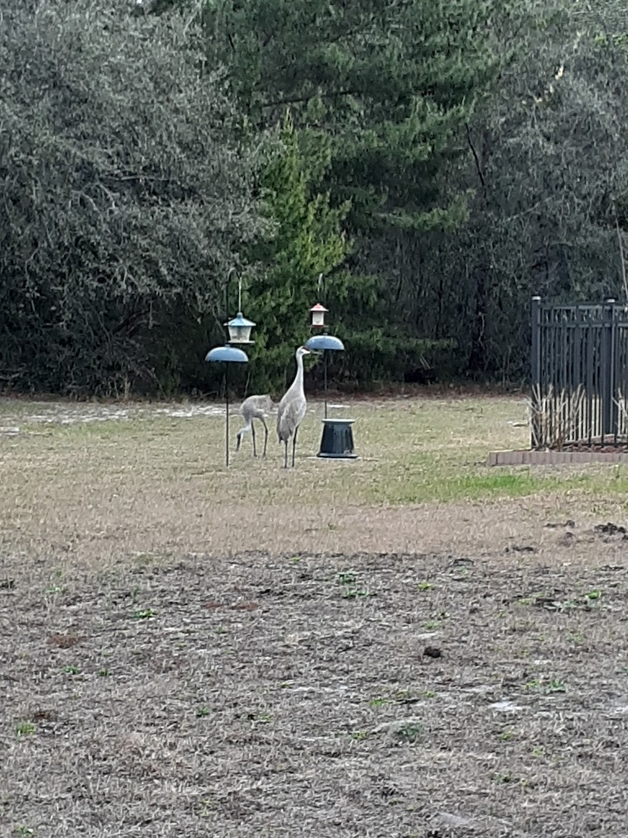 Sandhill Crane - ML417114491