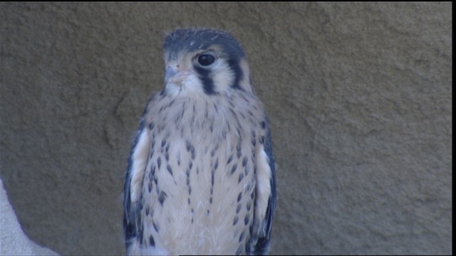 American Kestrel - ML417115