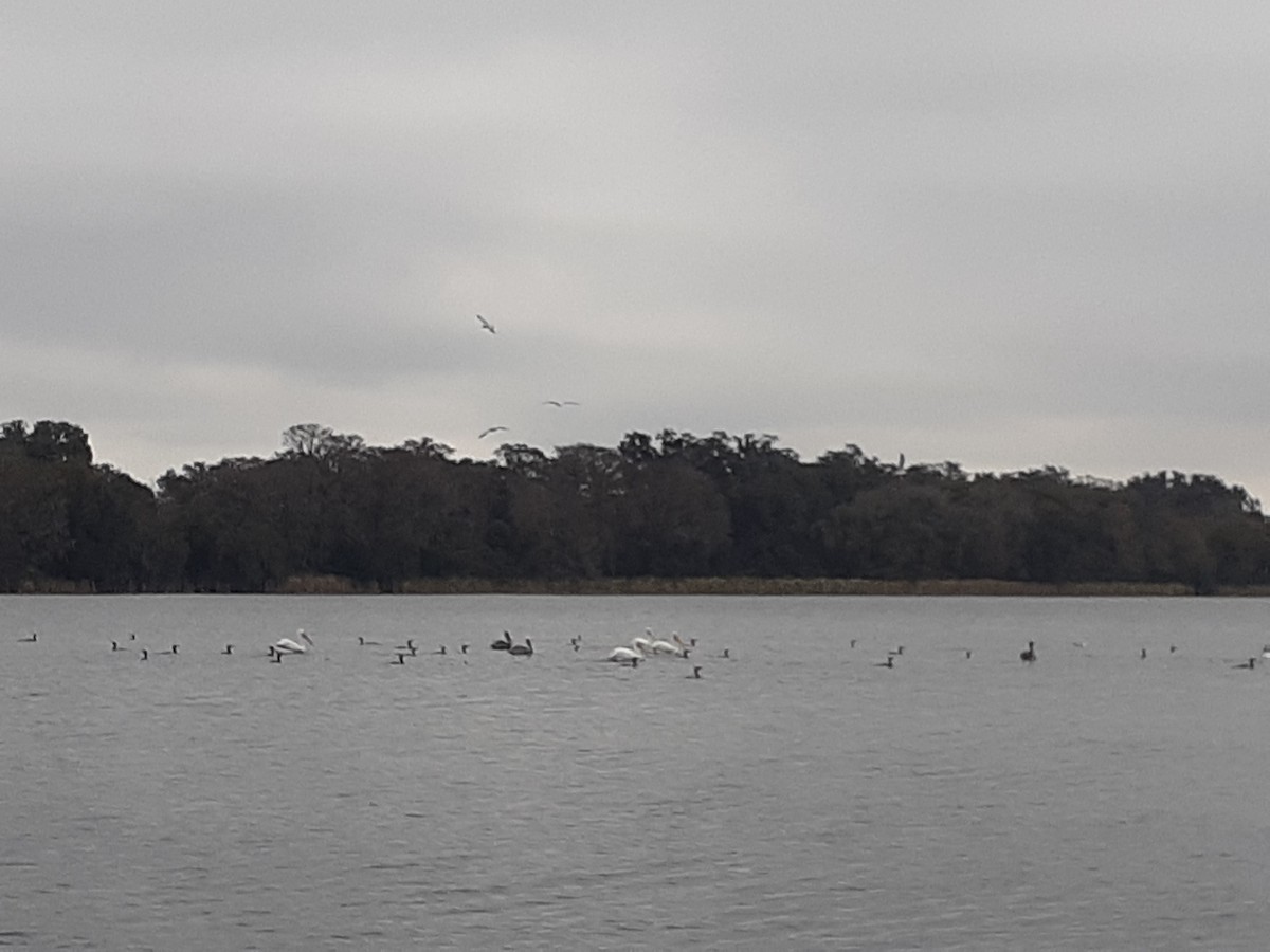 American White Pelican - ML417115841