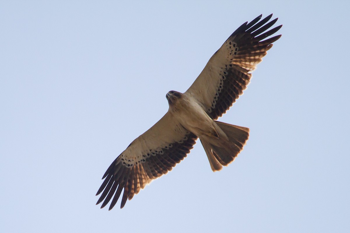 Booted Eagle - ML417116781