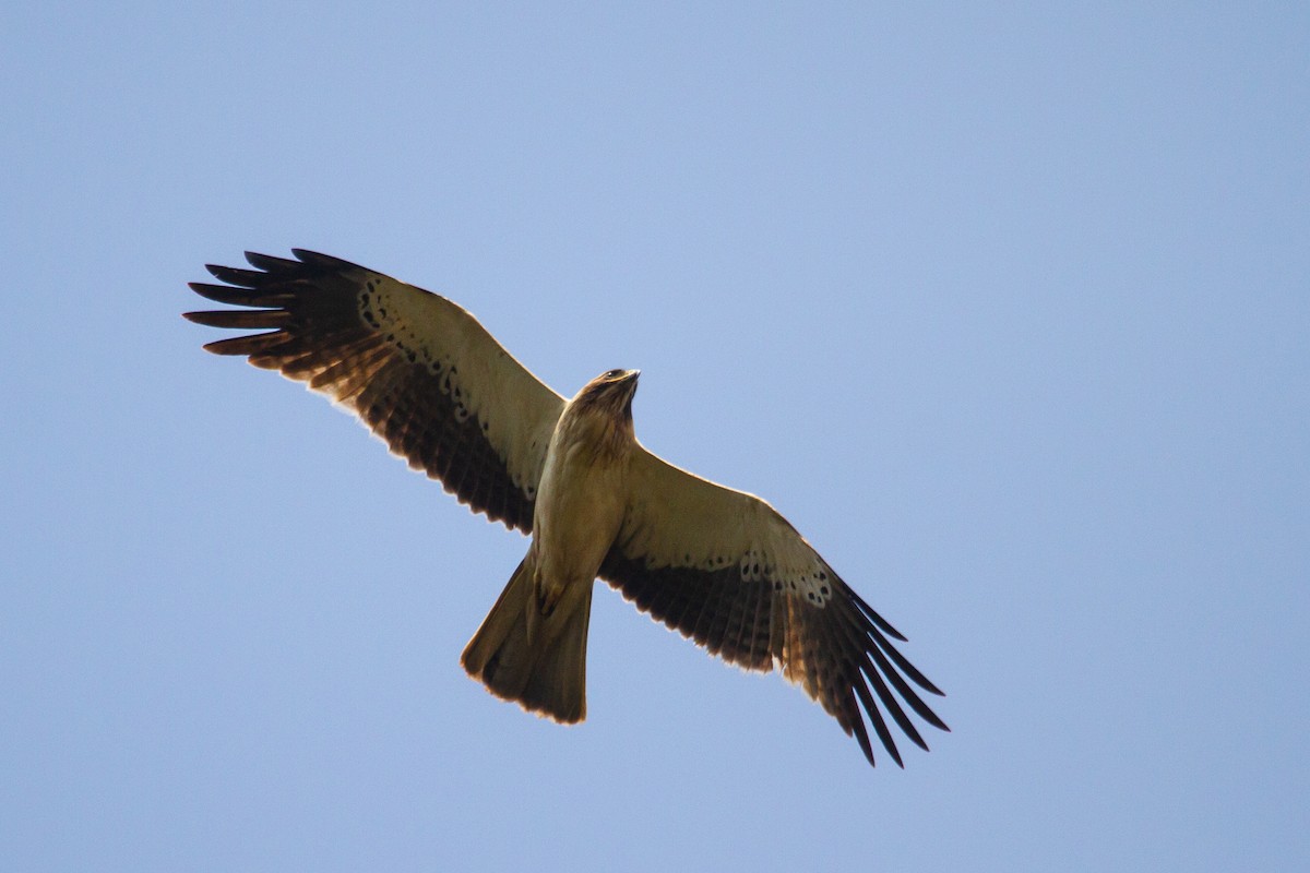 Booted Eagle - ML417116801