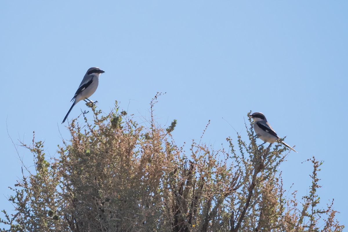 Pie-grièche migratrice - ML417116841