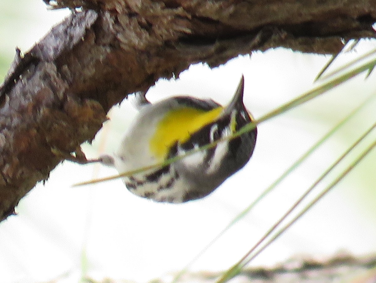 Yellow-throated Warbler - ML417117461