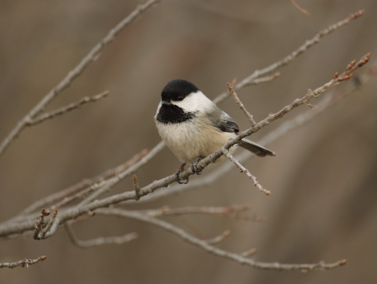 Black-capped Chickadee - Matt Wallace