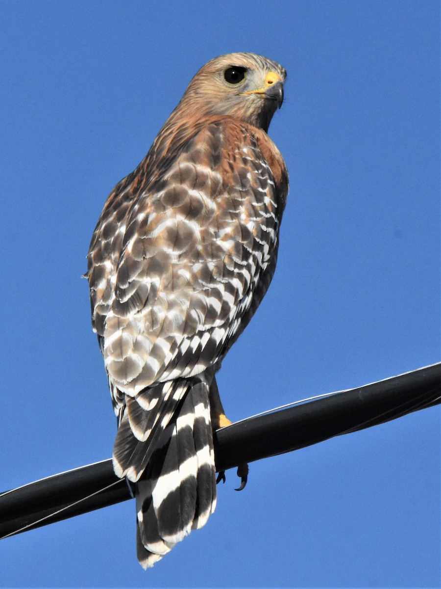 Rotschulterbussard - ML417118821