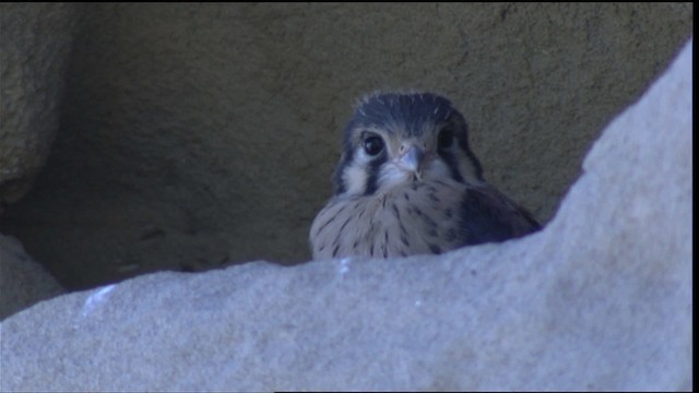 American Kestrel - ML417119