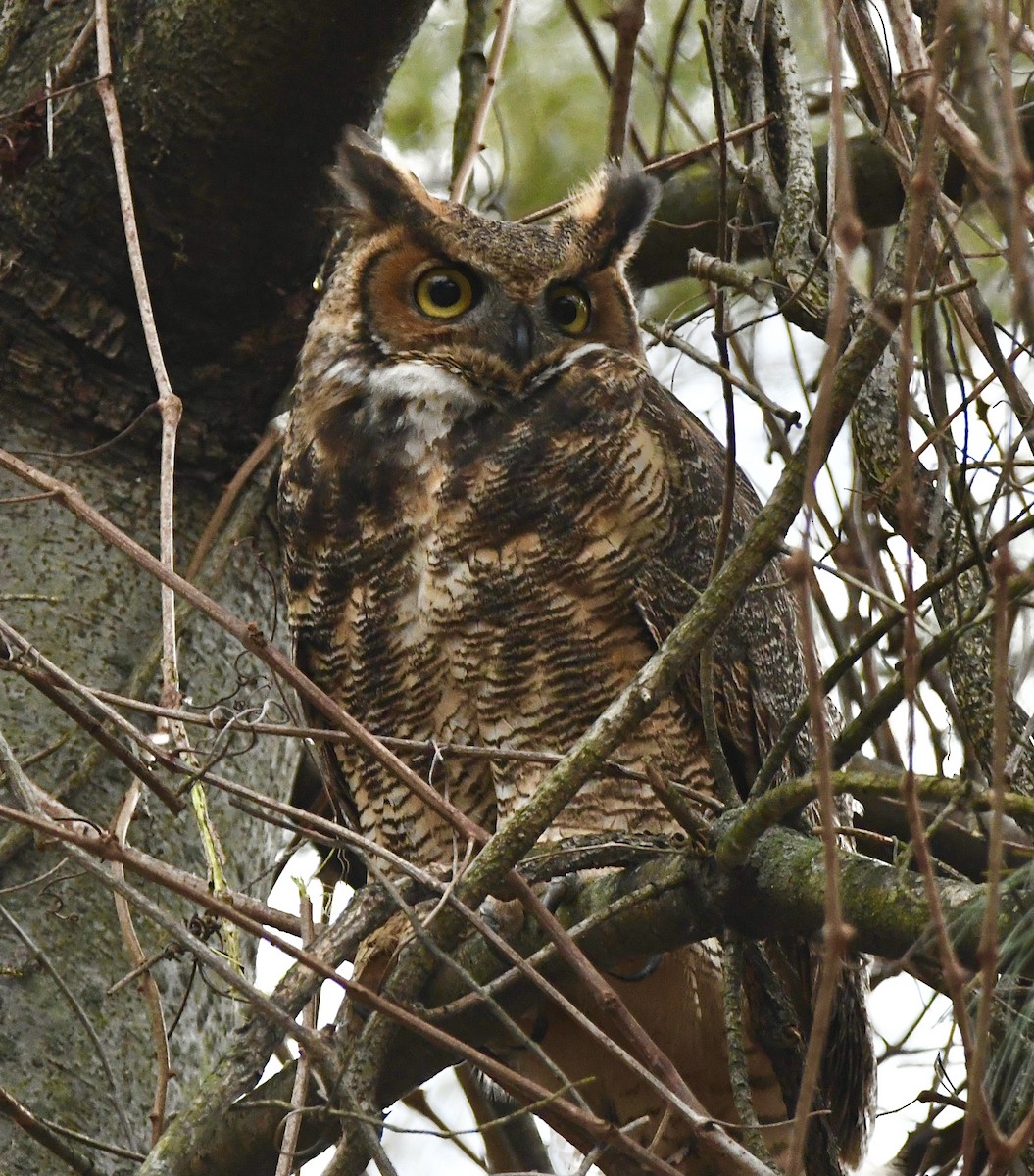 Great Horned Owl - ML417119031