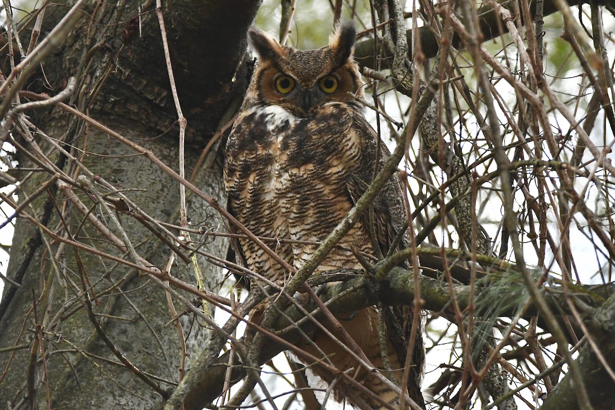 Great Horned Owl - Julien Amsellem