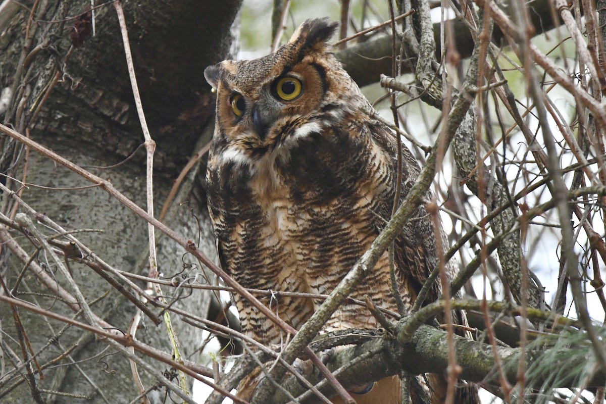 Great Horned Owl - ML417119051