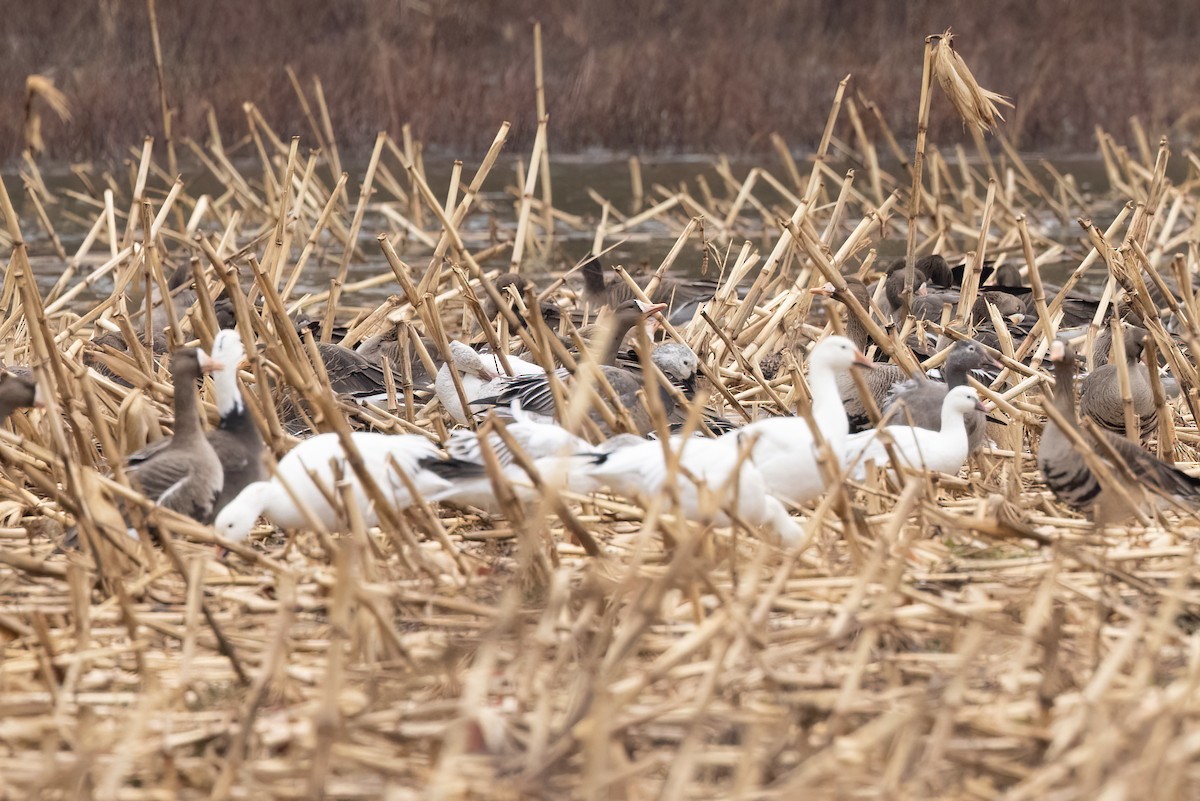 Ross's Goose - ML417119921