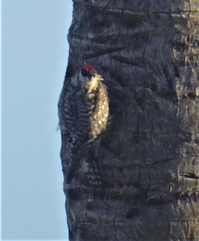 Yellow-bellied Sapsucker - ML417121011