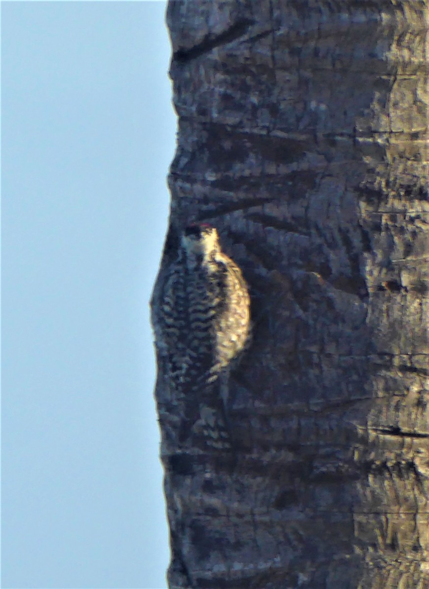 Yellow-bellied Sapsucker - ML417121051