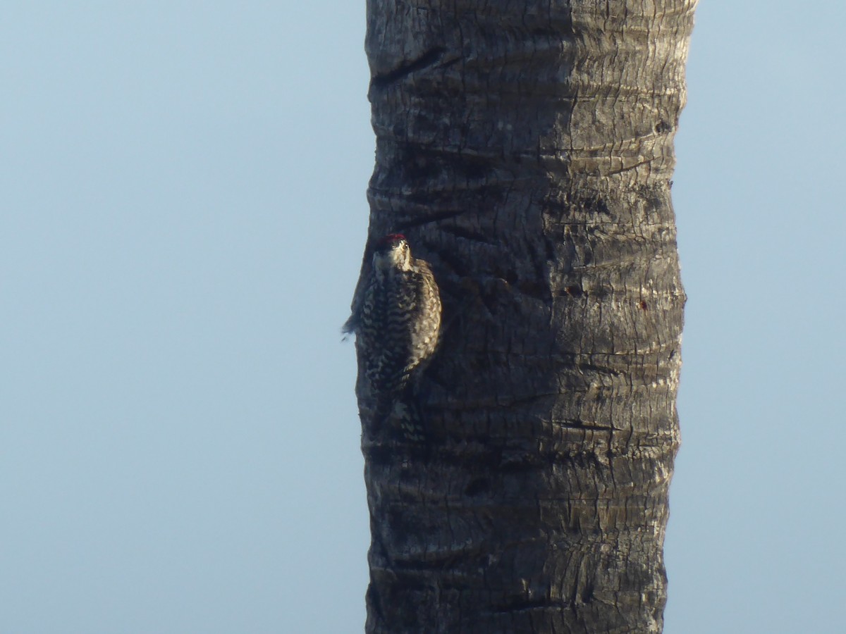 Yellow-bellied Sapsucker - elwood bracey