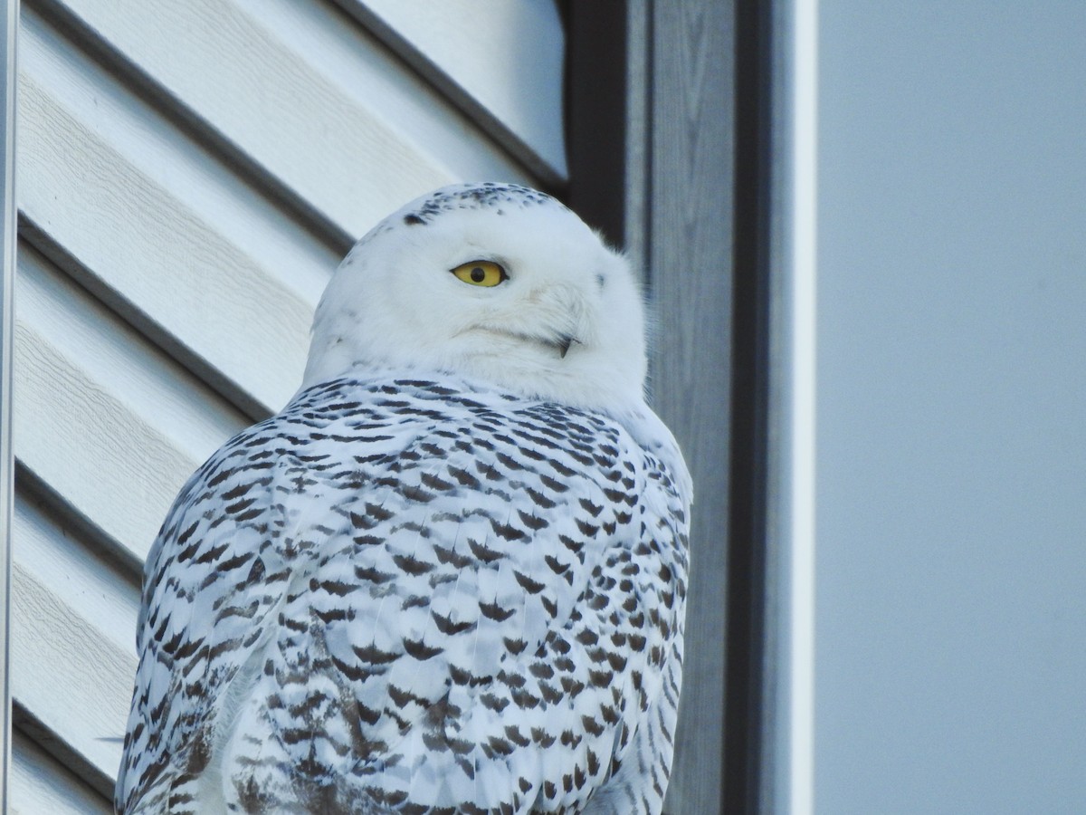 Snowy Owl - ML417122101
