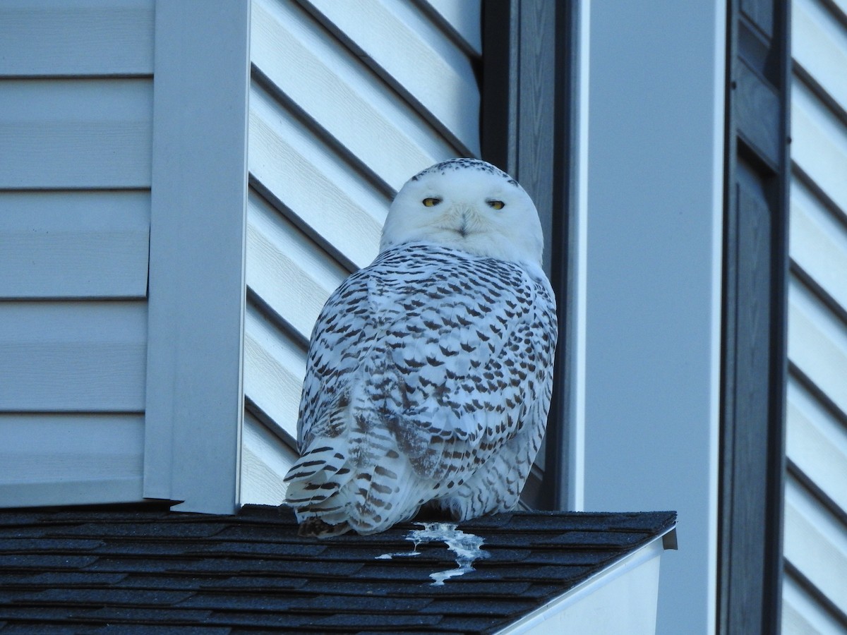Snowy Owl - ML417122141
