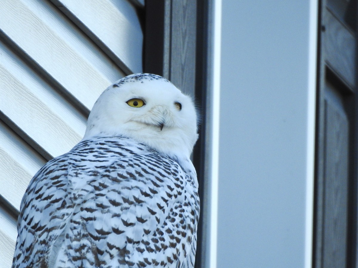 Snowy Owl - ML417122151