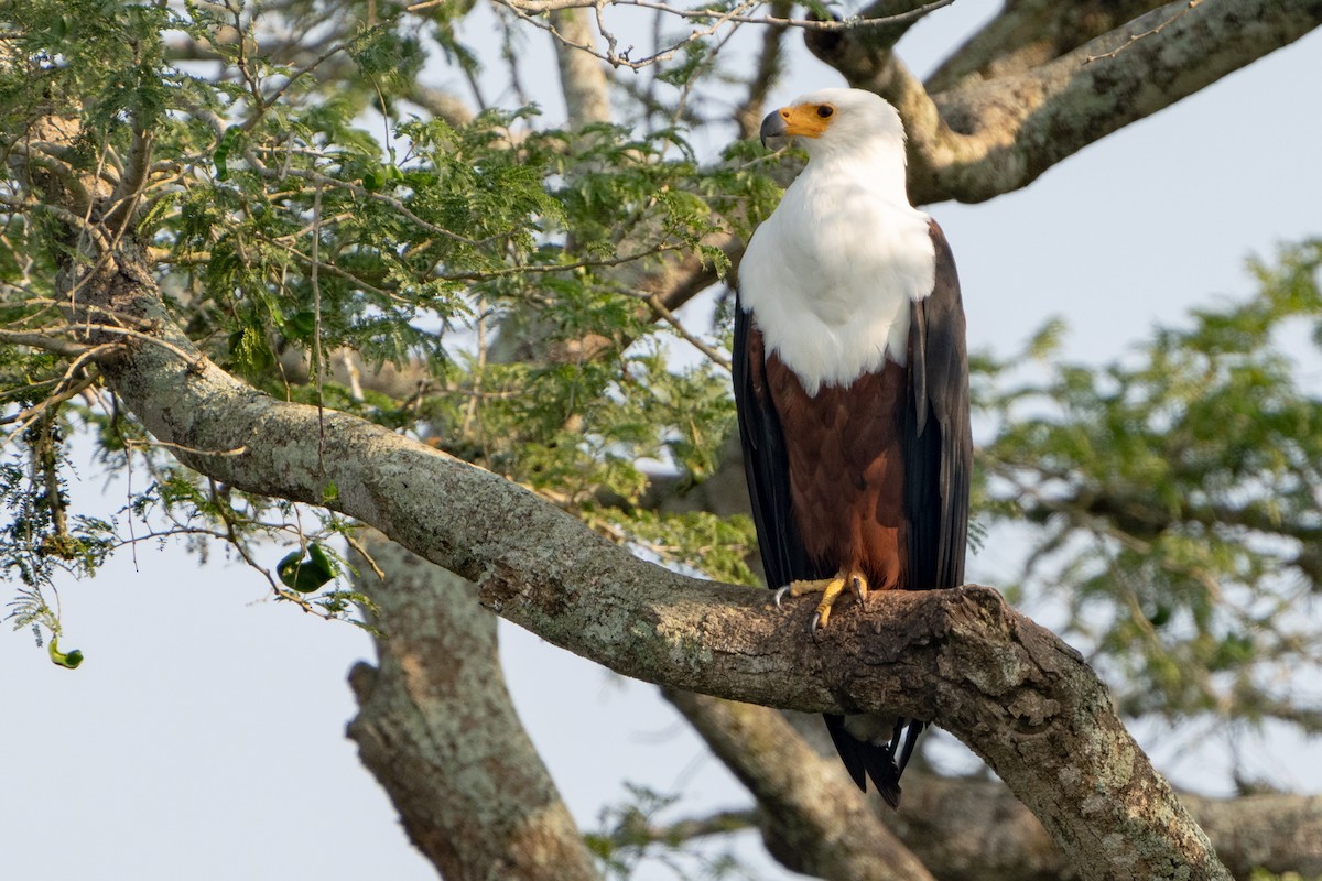 African Fish-Eagle - David Pavlik