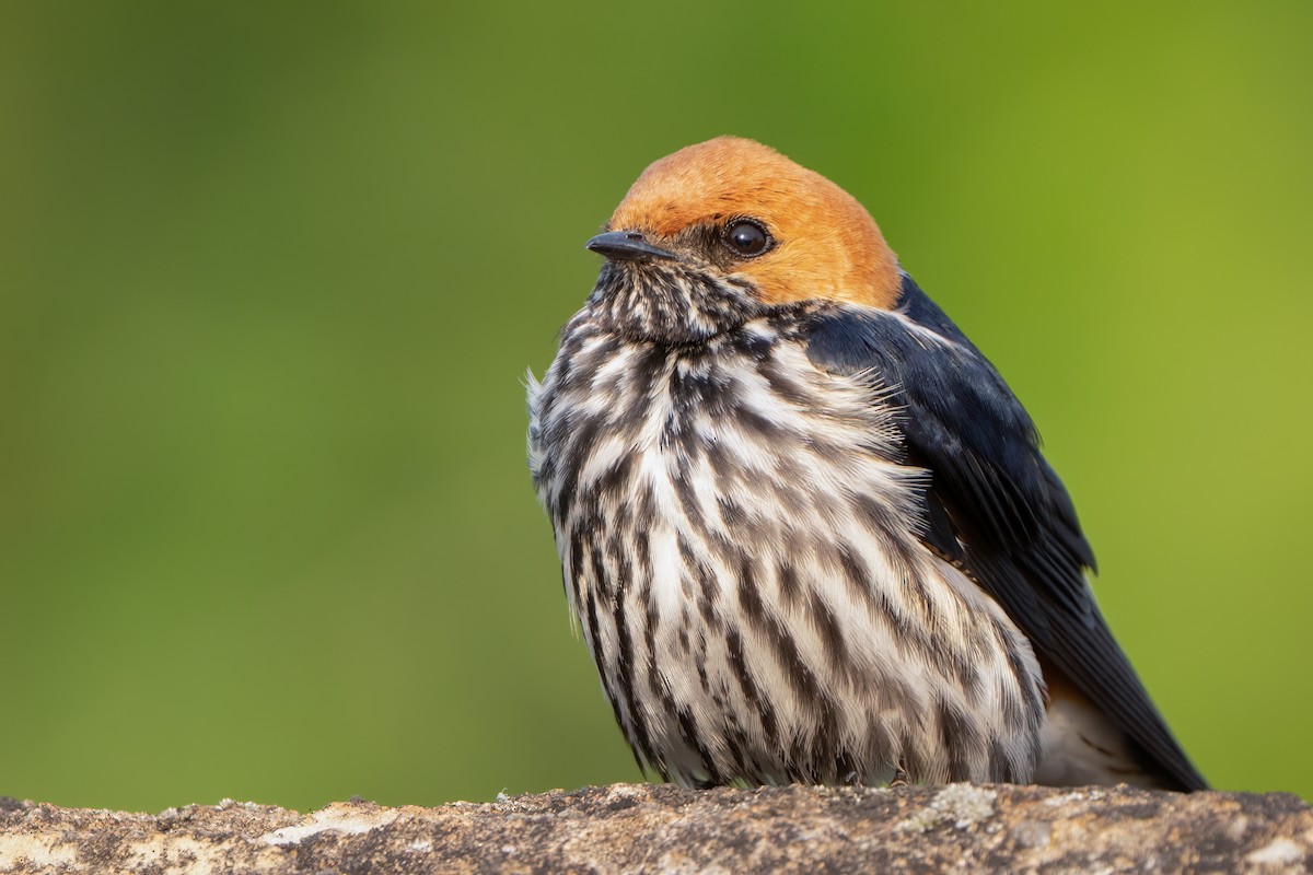 Lesser Striped Swallow - David Pavlik
