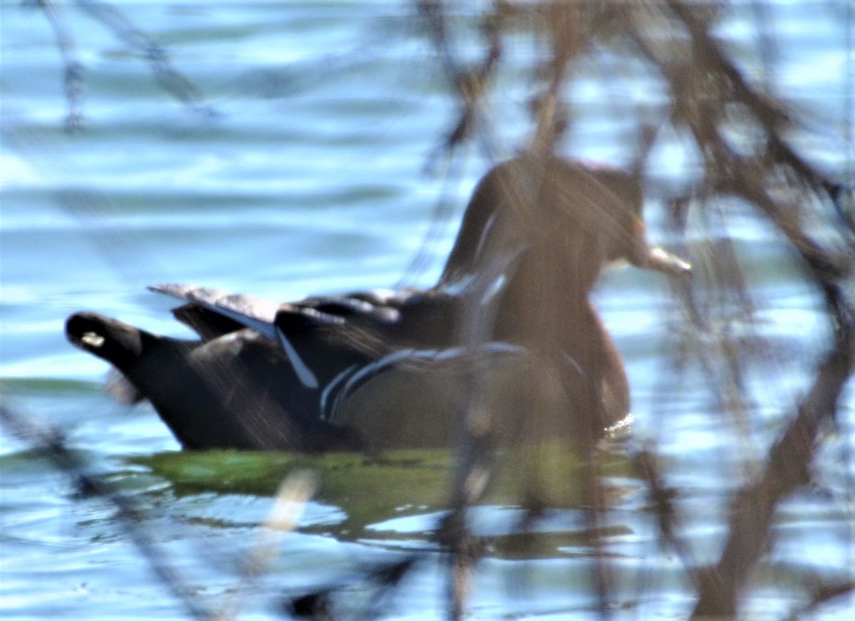 Wood Duck - ML417124741