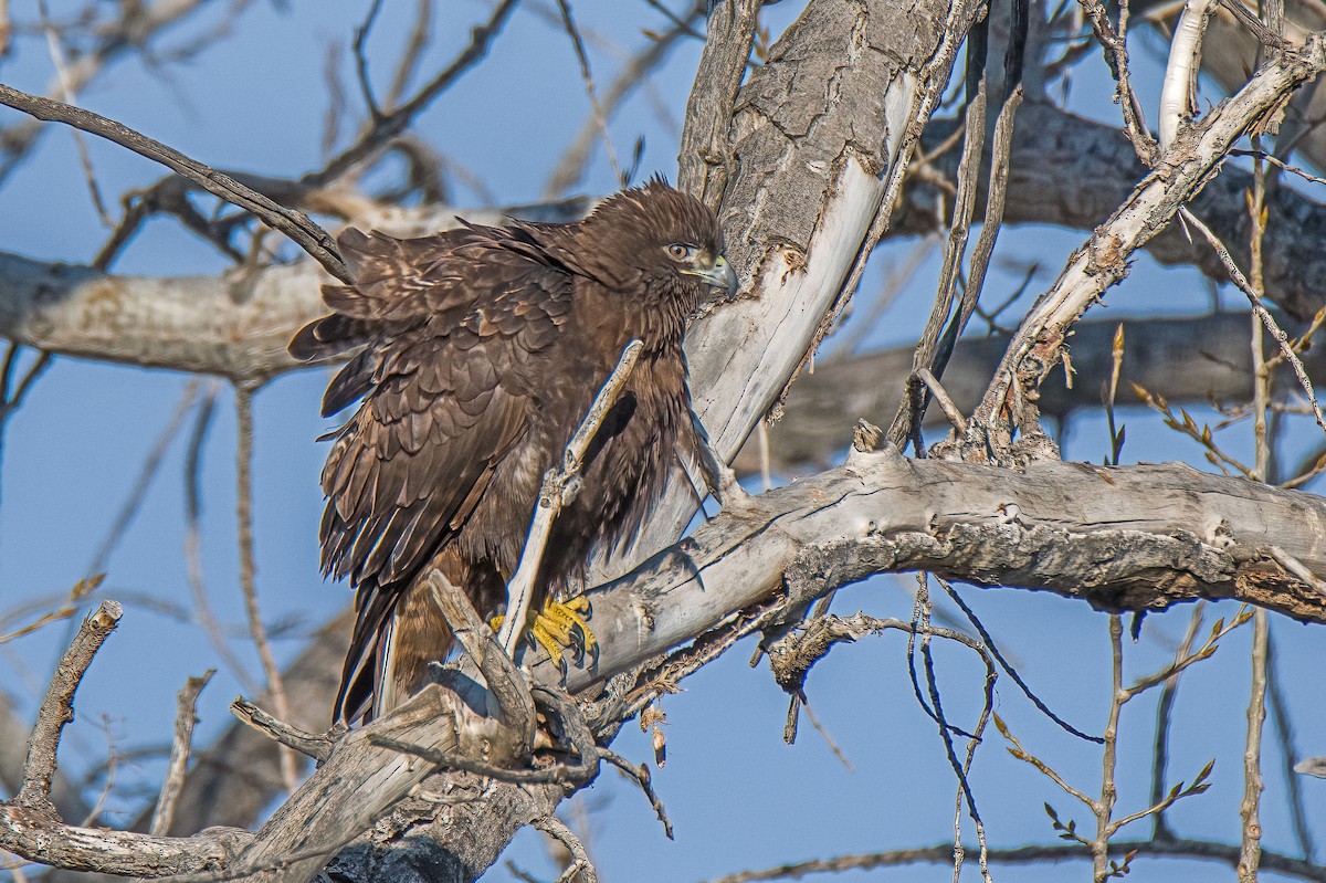 Red-tailed Hawk - Vic Hubbard