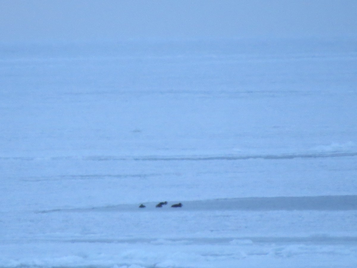 eider sp. - Lynn Barber