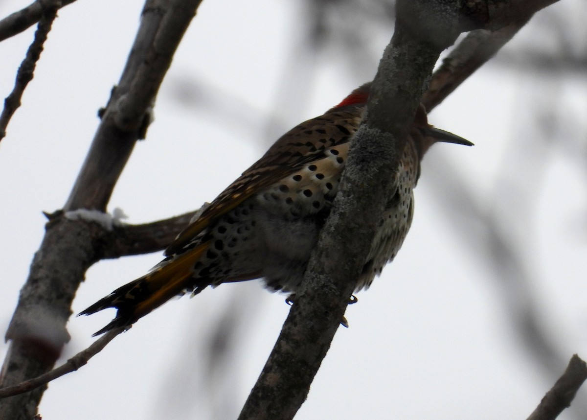 Northern Flicker - Tim Ward