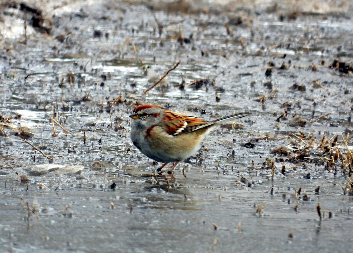 American Tree Sparrow - ML417128961