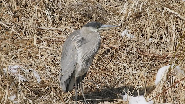 Great Blue Heron - ML417129131