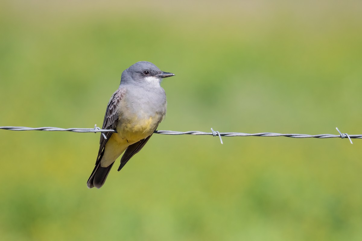 Cassin's Kingbird - ML417131041