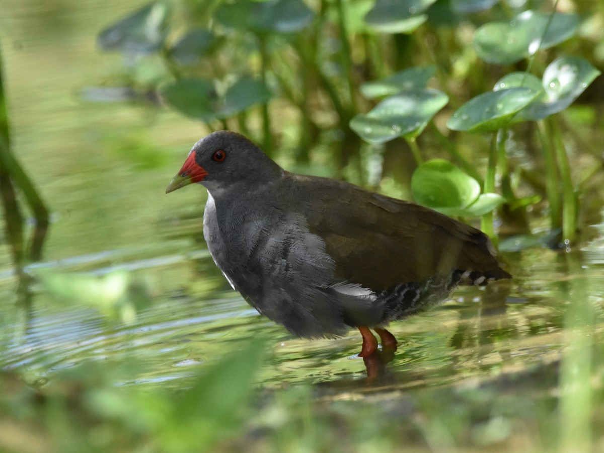 Paint-billed Crake - ML417131181