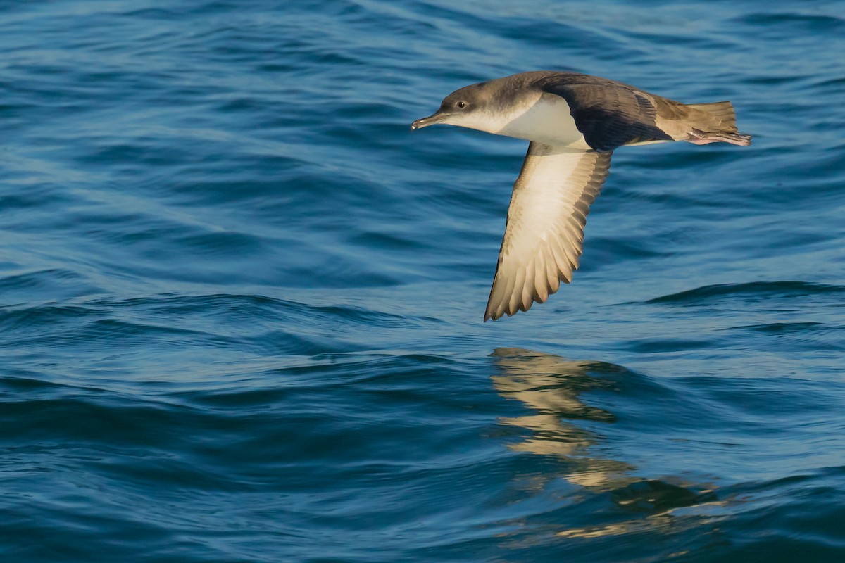 Yelkouan Shearwater - John Reynolds