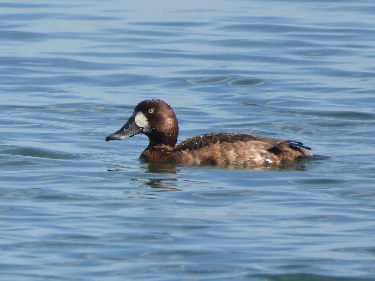 Greater Scaup - ML417131441
