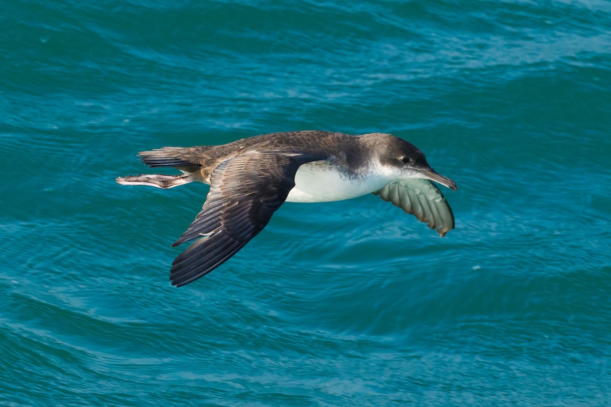 Yelkouan Shearwater - John Reynolds
