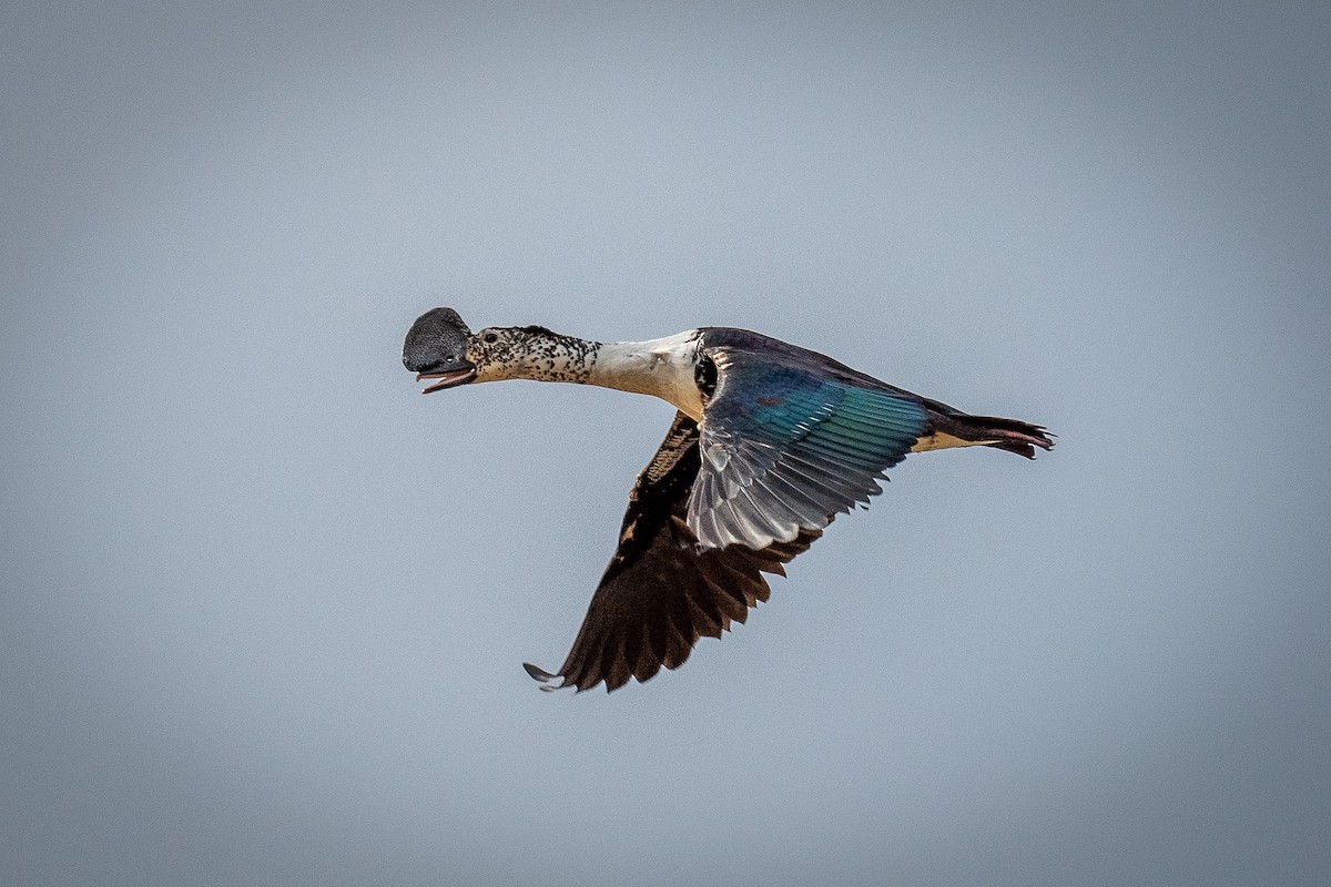 Comb Duck - ML417133101