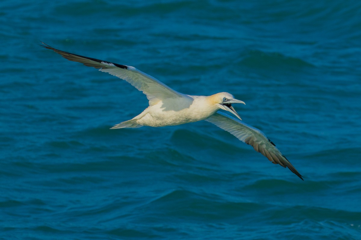 Northern Gannet - ML41713321