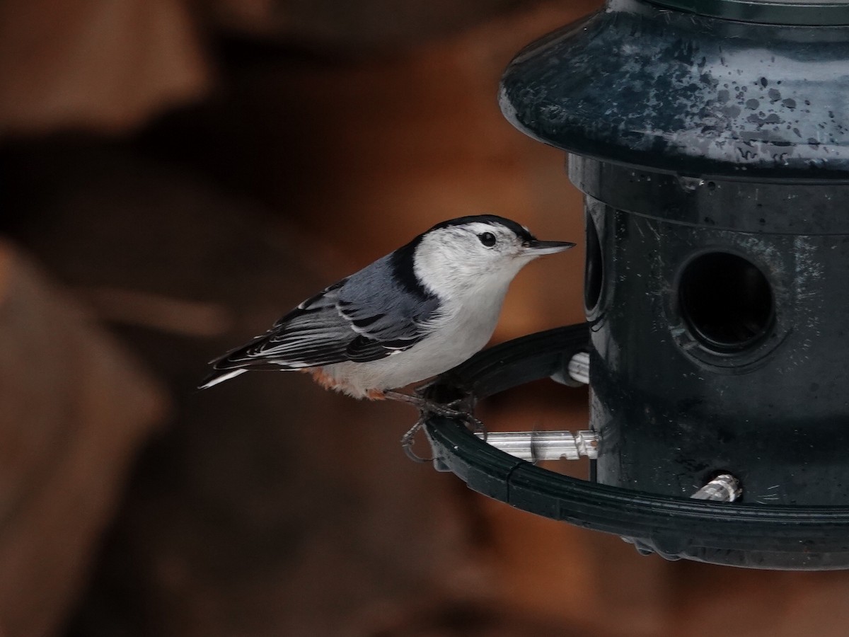 White-breasted Nuthatch - Jose Gagnon