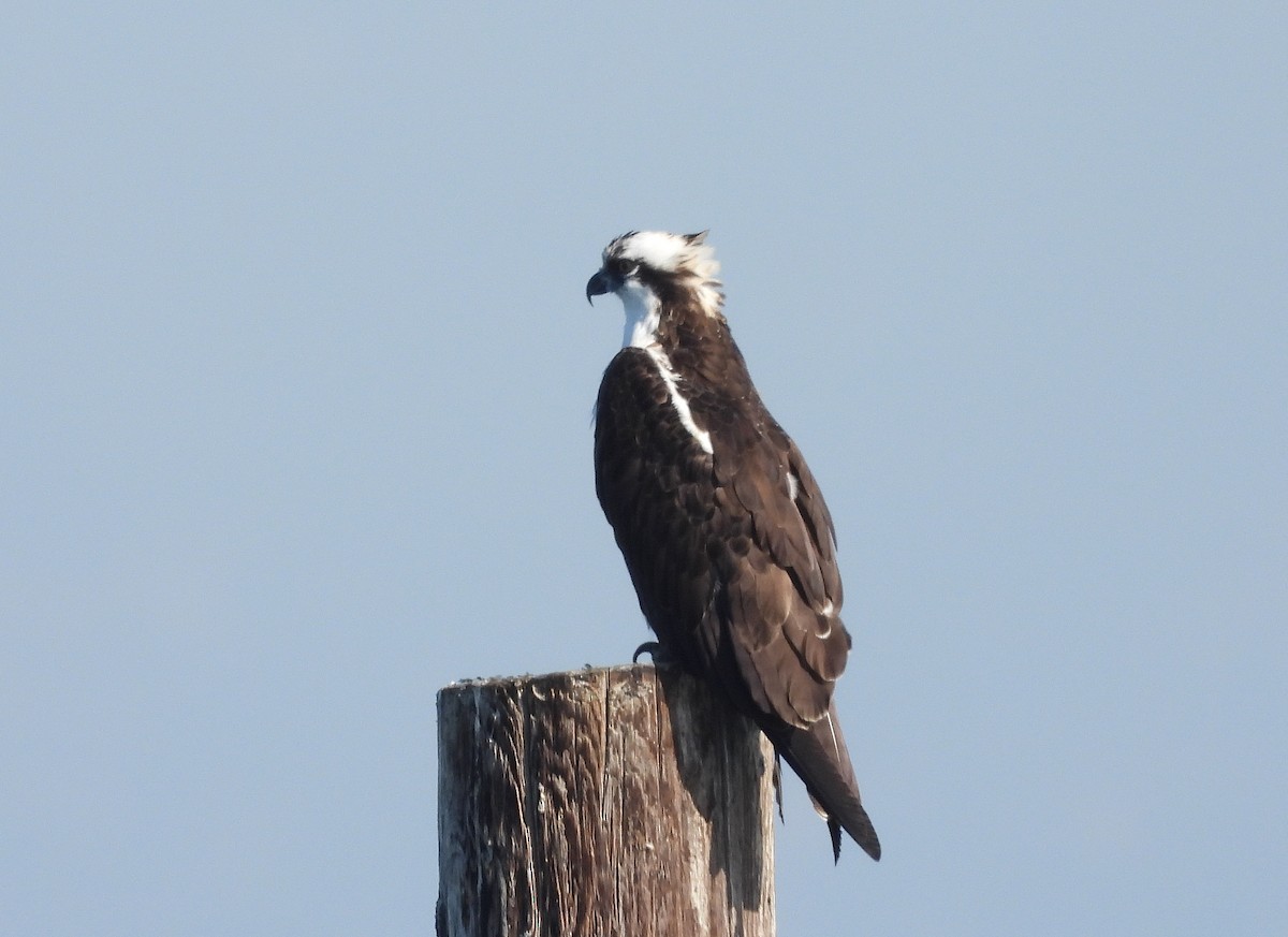 Osprey - ML417133331