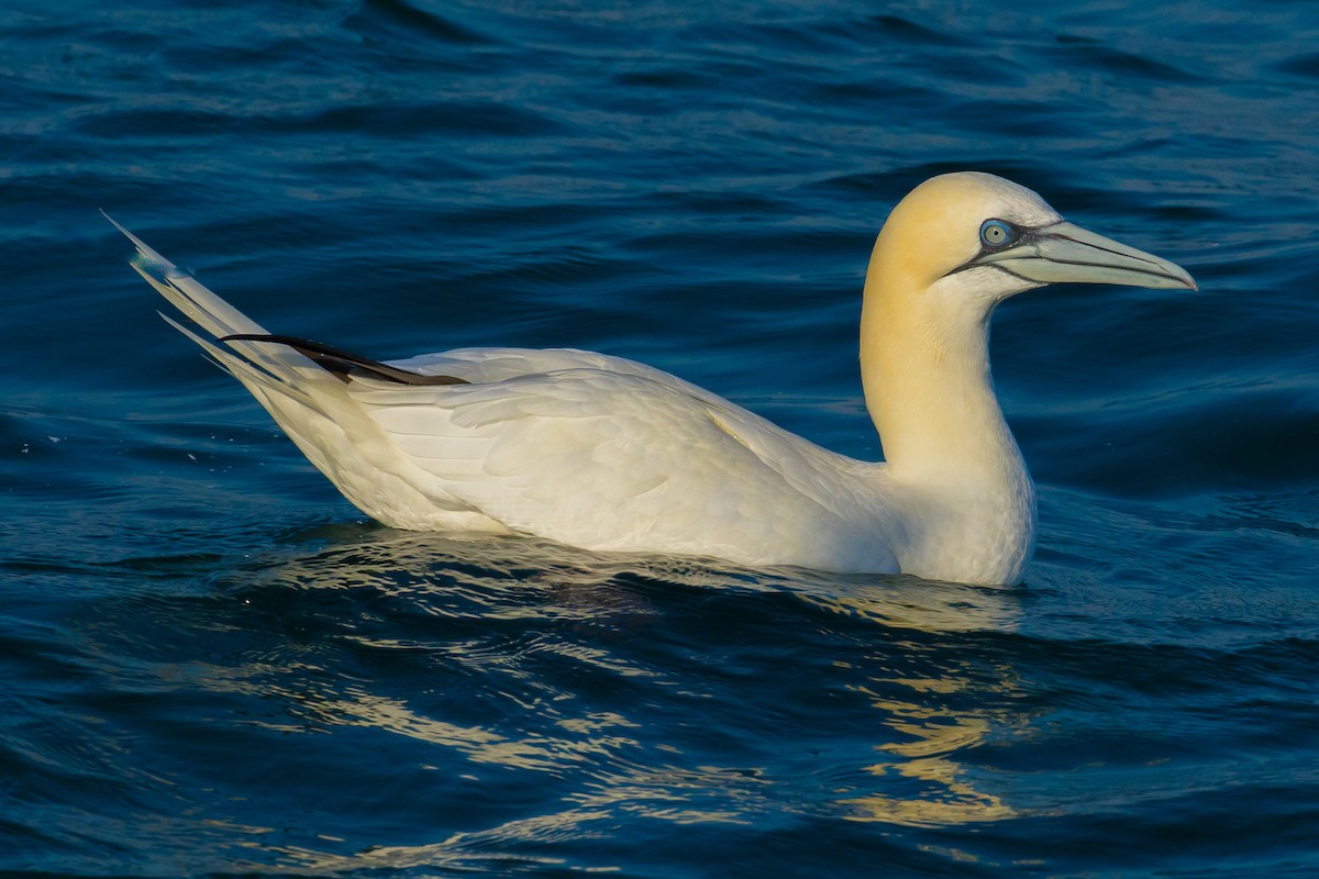 Northern Gannet - John Reynolds