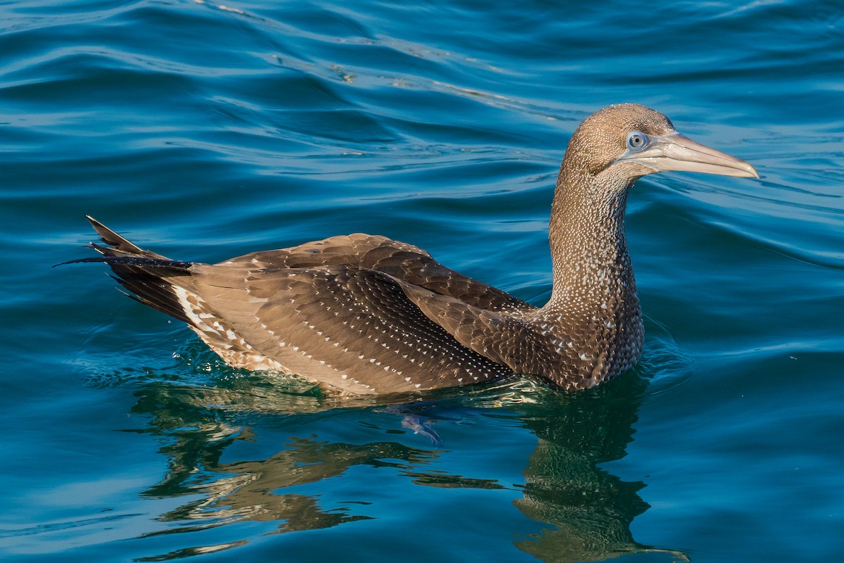 Northern Gannet - ML41713461