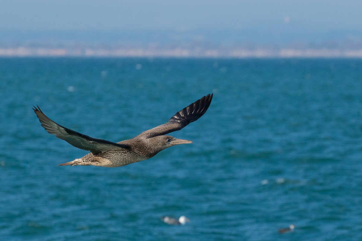 Northern Gannet - ML41713501