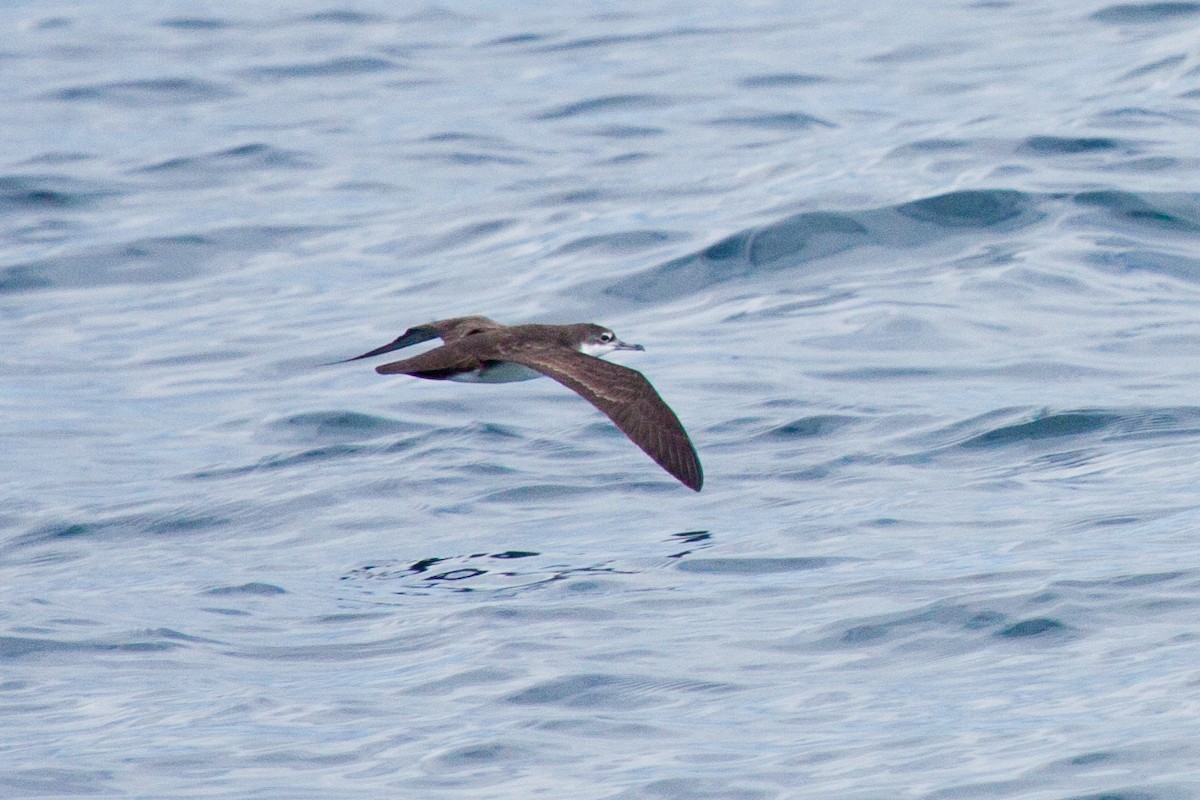 Galapagos Shearwater - ML417135631