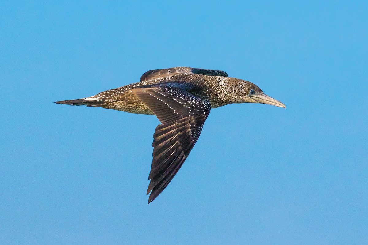 Northern Gannet - ML41713571