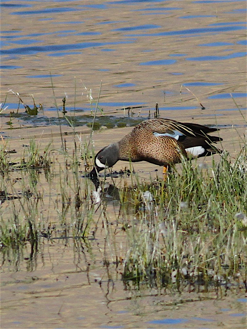 Blue-winged Teal - Anonymous