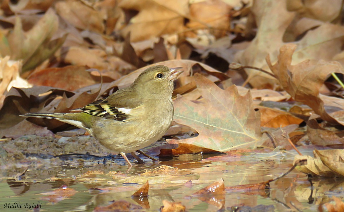 Common Chaffinch - ML41713721