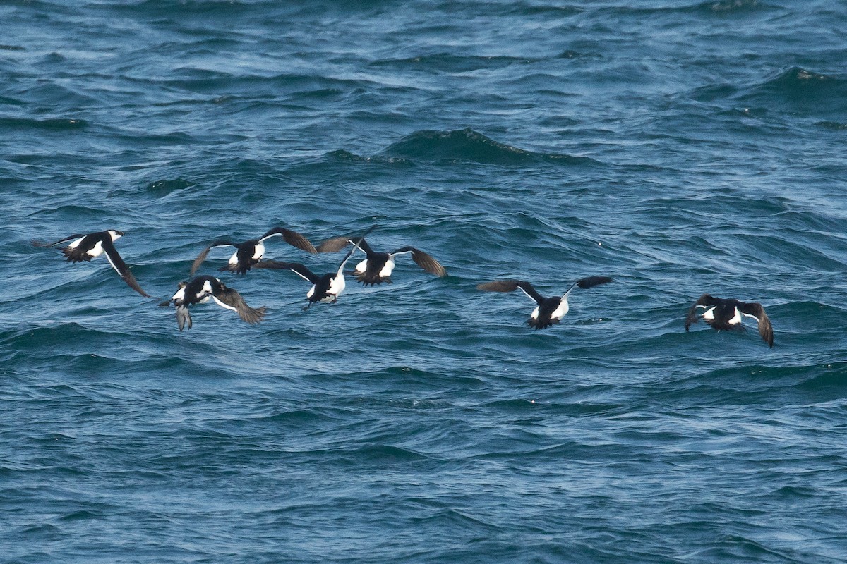 Razorbill - ML41713801